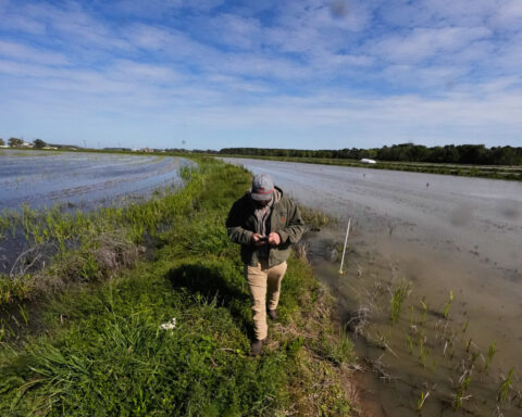 Louisiana's crawfish industry feels the pinch of limits on foreign workers