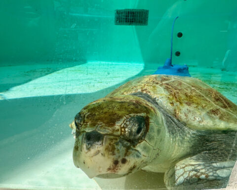 A 3-limbed Kemp's ridley sea turtle is now being tracked at sea by satellite
