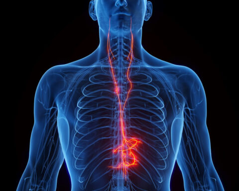 Vagus nerve stimulation shows promise as a way to counter Alzheimer’s disease- and age-related memory loss