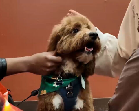Daughter of man who died unexpectedly on vacation reunited with missing dog