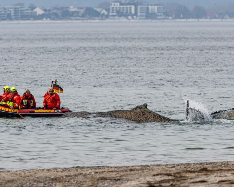 German rescuers race to save humpback whale stranded off Baltic Sea beach