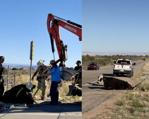 Holy cow! This stuck heifer required heavy machinery to free it from cattle guard