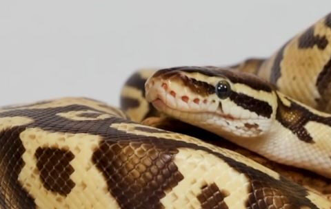 Two python snakes stolen from pet store