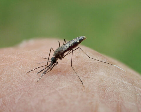 Mosquitoes carrying malaria are evolving more quickly than insecticides can kill them – researchers pinpoint how