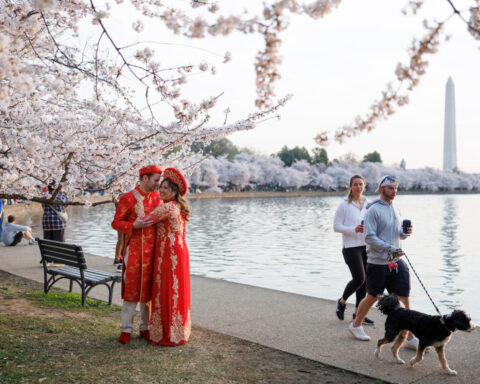 Washington’s cherry blossoms hit peak bloom, sending a fleeting burst of pink across the capital