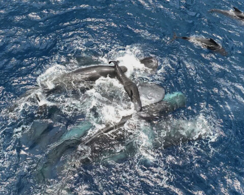 Scientists captured female sperm whales on video working together during a birth to protect the calf