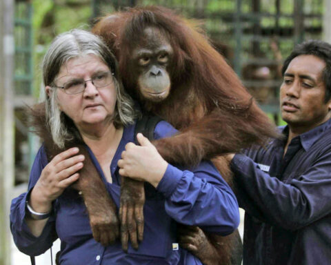 Birutė Galdikas: The last of ‘Leakey’s Angels’ in primatology’s most extraordinary chapter