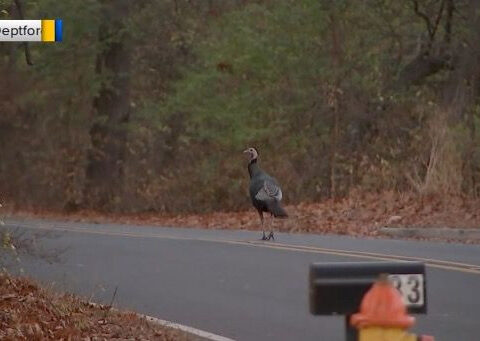 South Jersey community mourning loss of beloved wild turkey named 'Fred'