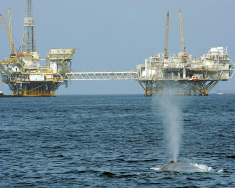 Trump’s ‘God Squad’ pits energy vs. endangered species, but it’s a false choice – protecting wildlife can be good for business