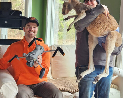 Chesney the kangaroo scales tall fence and flees petting zoo for three days on the lam