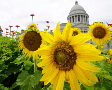 What to expect in Arkansas' primary runoff elections