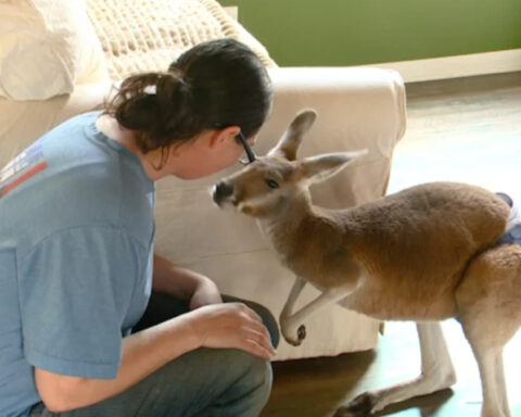 Baby kangaroo escapes from home, safe return after search effort