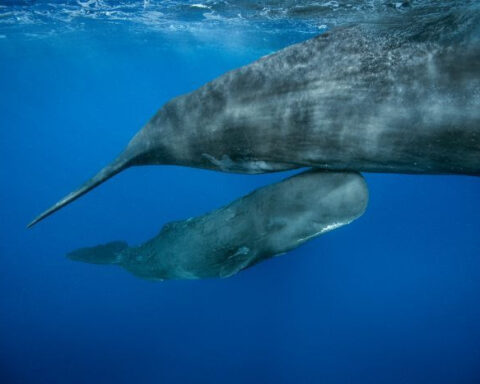 ‘And then we saw the little head.’ Scientists witness rare sperm whale birth