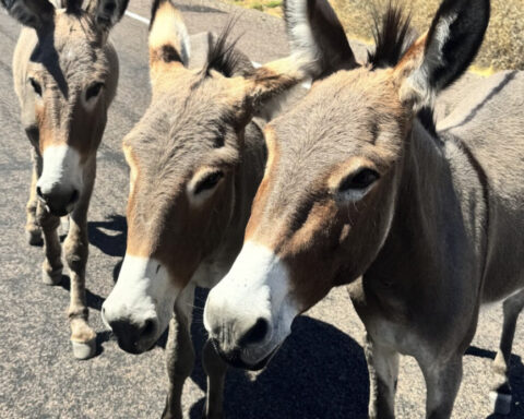 Officials to remove up to 1,500 wild burros from Lake Pleasant area