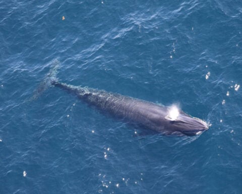 Things to know about Rice's whale, a rare species at risk from Trump plans for more Gulf drilling