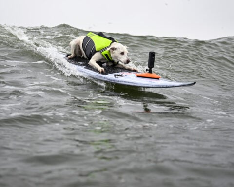 Sugar The Surfing Dog, the first canine inducted into the Surfer’s Hall of Fame, dies