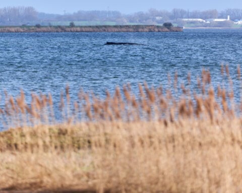 Humpback whale stranded again as its odyssey off the Baltic Sea coast stretches on