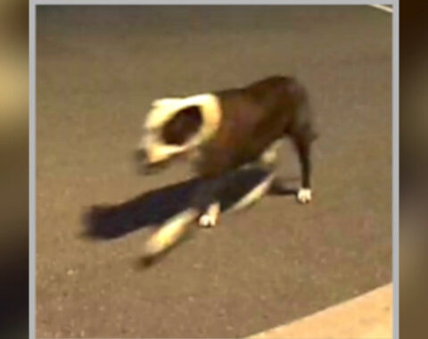 Pit bull located after vicious attack on jogger