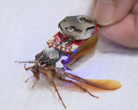 Cyborg cockroaches teach neuroscience at Marquette University