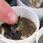 Nevada lithium mine clears major hurdle despite conservationists' worries for rare wildflower