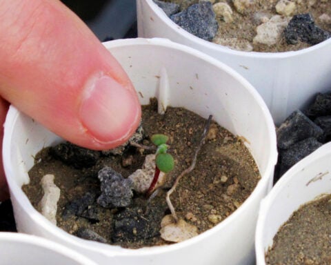 Nevada lithium mine clears major hurdle despite conservationists' worries for rare wildflower