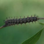 Louisiana residents should look out for stinging caterpillars falling from trees
