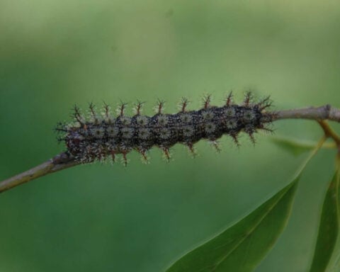 Louisiana residents should look out for stinging caterpillars falling from trees