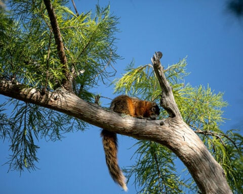 Better urban design could help save Florida’s threatened Big Cypress fox squirrel