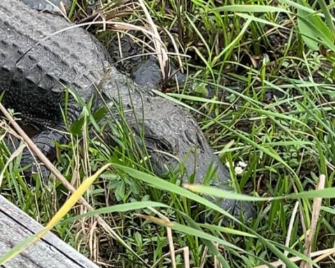 A scenic escape along Louisiana’s Creole Nature Trail