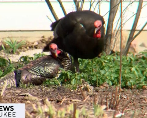 Residents say postal workers won't deliver mail on their street due to turkey takeover
