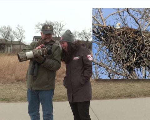 Eagles in Omaha: How the raptors are adapting to suburban environments