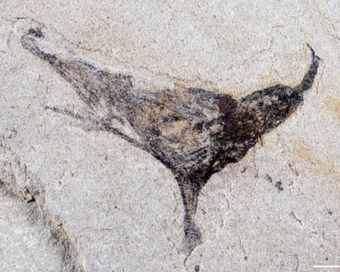 How we came to be: Scientists get first look at the evolution of early complex animals