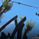 Property owner fined $50K for 'illegally pruning trees' cited by insurer