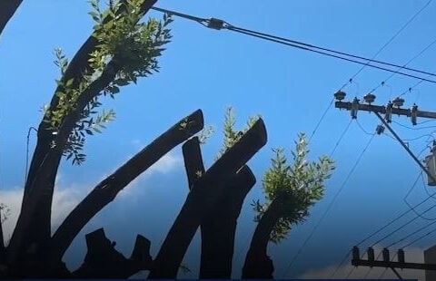 Property owner fined $50K for 'illegally pruning trees' cited by insurer