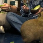 Capy Hour Cafe brings unique capybara coffee experience to Idaho