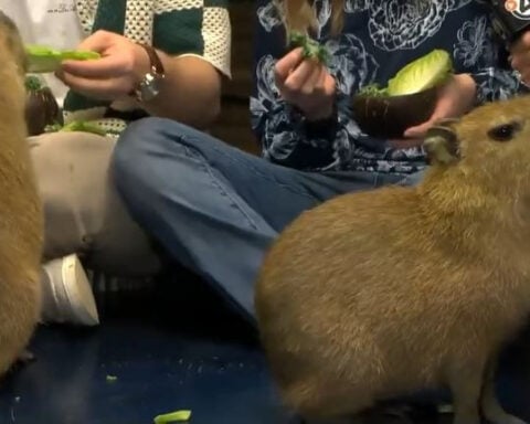 Capy Hour Cafe brings unique capybara coffee experience to Idaho