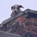 Puppy seen peering out of abandoned house's chimney rescued by Detroit Fire