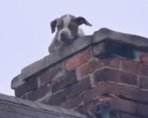 Puppy seen peering out of abandoned house's chimney rescued by Detroit Fire