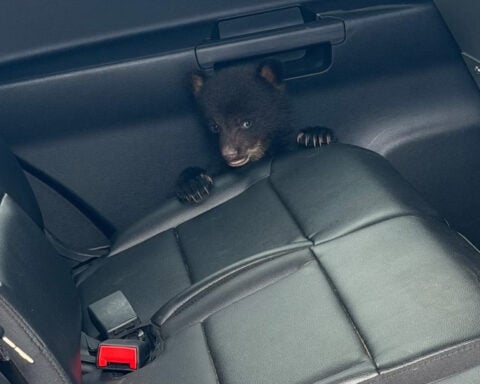 New Jersey state troopers rescue bear cub from highway ditch