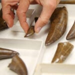 Mourning for dinosaurs, 65 million years too late