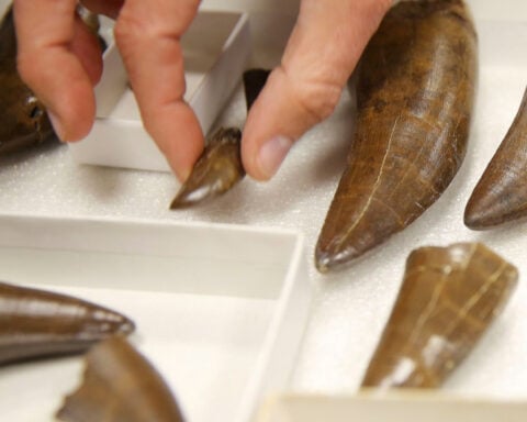 Mourning for dinosaurs, 65 million years too late