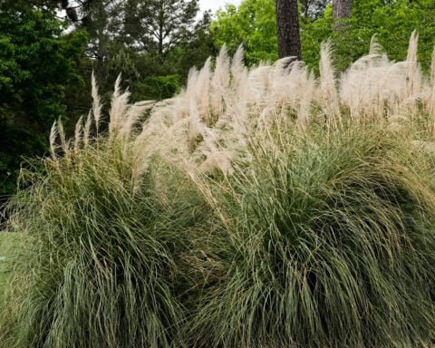 MASTERS '26: Augusta's 'beautiful little hole' at No. 7 has turned much nastier