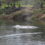 A gray whale that swam 20 miles up a Washington state river is found dead