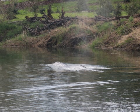 A gray whale that swam 20 miles up a Washington state river is found dead