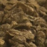 If fuel prices don't come back down, seafood prices could go up in Maine and the US