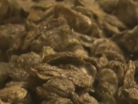 If fuel prices don't come back down, seafood prices could go up in Maine and the US