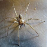 How does spider venom damage human cells? Researchers uncover the killer mechanism of recluse spider toxin
