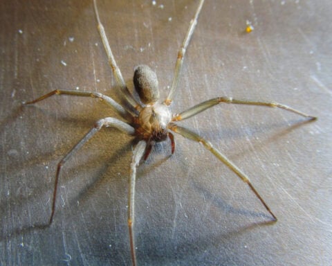 How does spider venom damage human cells? Researchers uncover the killer mechanism of recluse spider toxin