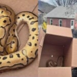 Uber driver finds python left behind by passengers who attended Philadelphia reptile show