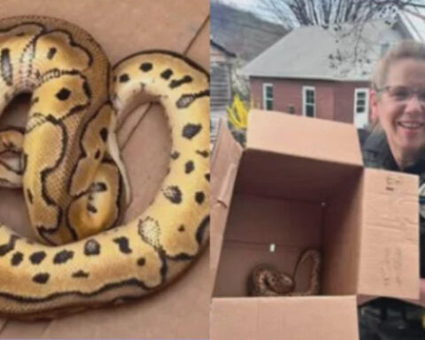 Uber driver finds python left behind by passengers who attended Philadelphia reptile show